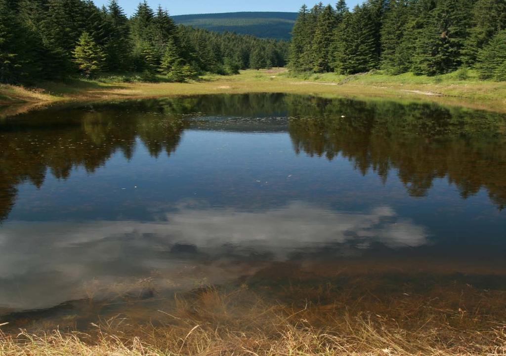 Wetland Management in Slovakia and the Carpathian Wetland Initiative Ján Kadlečík and Tereza