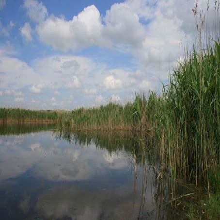 and migration Ramsar sites in Slovakia Paríz Marshes 184 ha Vast marshes and