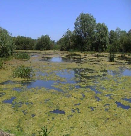 with Ukrajine Poiplie 411 ha Remains of the Ipel watershed wetland