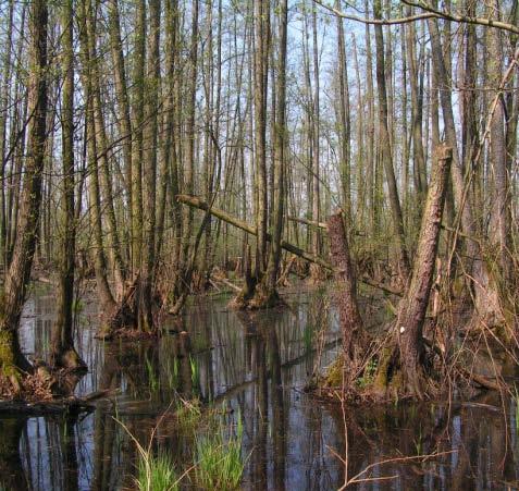 Ramsar sites in Slovakia Danube Floodplains 14,488 ha One of the biggest inland