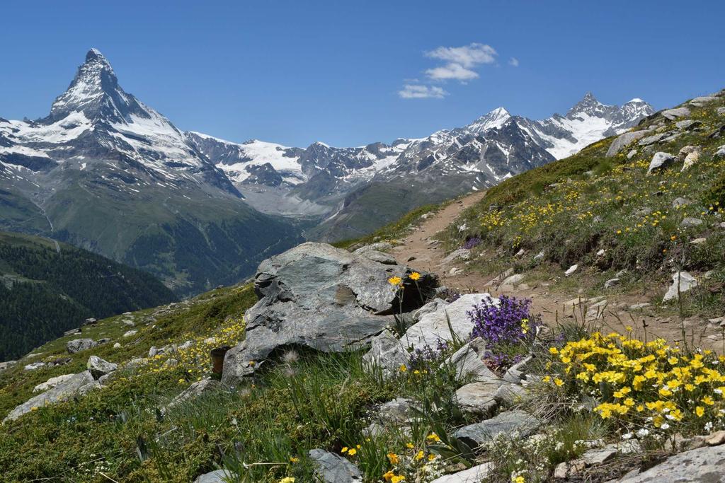1 st July : Zermatt Between Blauherd and Stellisee, the