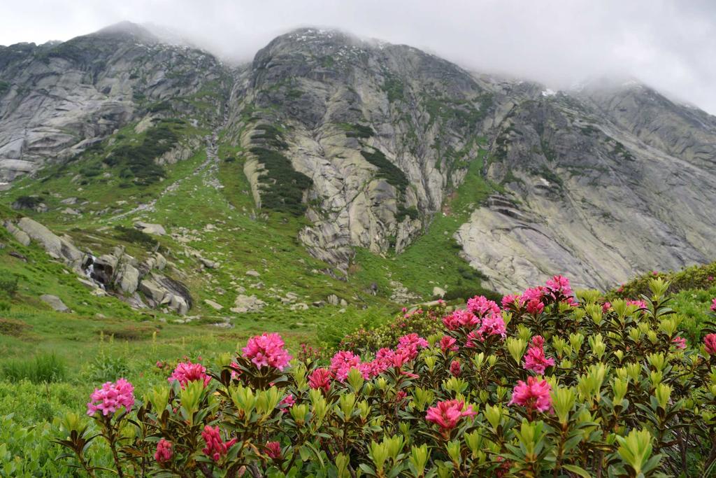 2 th July : Grimselpass Rhododendron ferrugineum, at the place