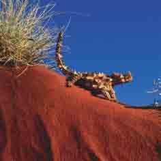 Settle into your accommodation before departing for a guided walk of the rim of Kings Canyon.