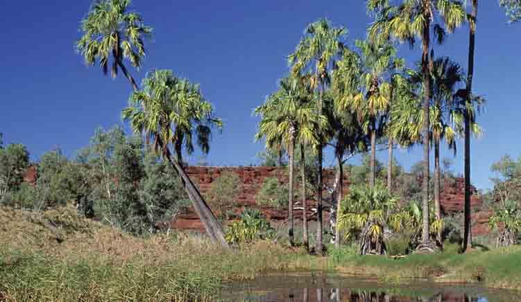Uluru & Central Australia 8, 7 or 6 day Small Group Experience Walk among rare ancient palms and cycads at Palm Valley Max.