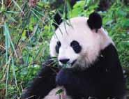 insurance (mandatory) Personal expenses Bund Giant Panda, Zoo Interstate Surcharge: Departing Brisbane/Adelaide $250;