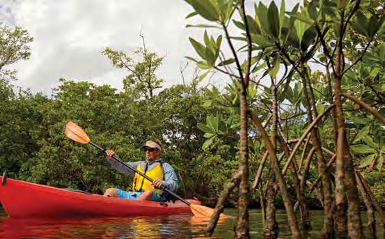 Approximately -mile of a peaceful paddle through the mangrove tunnels that wind through Big Grassy Lagoon and Brushy ou. There is a detailed description of this outstanding trail on Pages -.