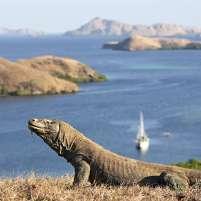 MBD 20 Komodo Island Tour 4Days/3Nights Komodo Island is the home of this large powerful lizard, the Komodo dragons.