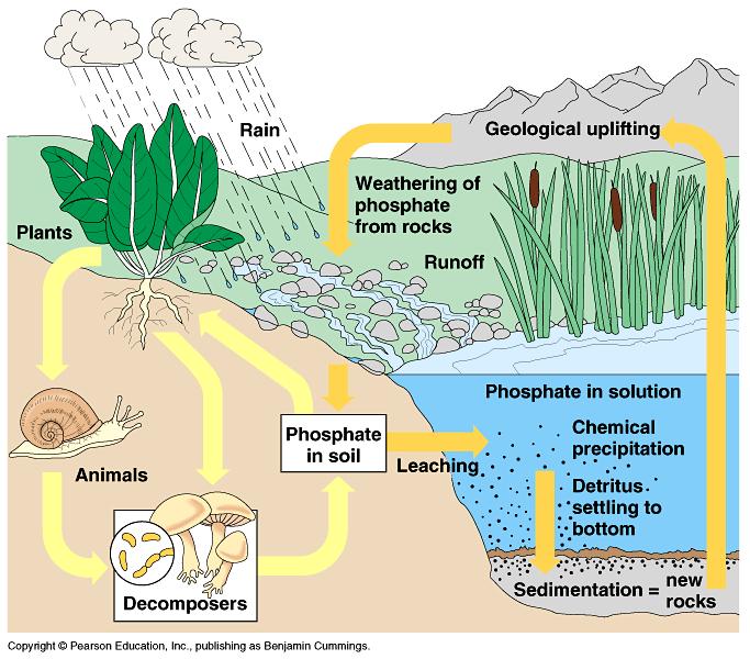 Ciklus fosfora Kiša Geološko izdizanje Biljke Trošenje stijena koje sadrže fosfor Runoff Fosfati u vodenim sredinama