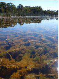 Weed Management Cooloolabin Dam is infested with a highly invasive aquatic weed called Cabomba. A Weed of National Significance, Cabomba caroliniana, is an escaped aquarium plant.