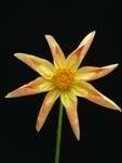 Introducing Orchette a New Dahlia Form in 2014 Combining the charming aspect of the Collarette with its delicate petaloids and the involute ray florets of the Orchid Form the new Orchette Form (9401