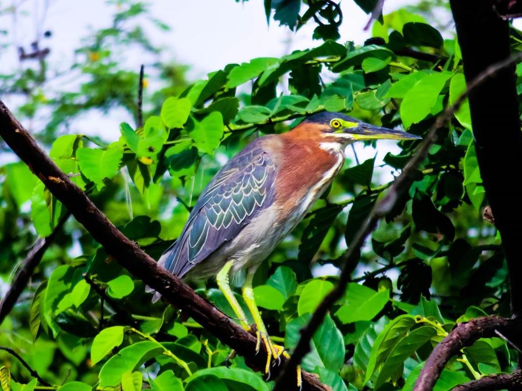 CREATURE OF THE MONTH Green Heron (Butorides virescens) Amongst the CCC staff the Green Heron (Butorides virescens) could be one of our favorite birds on Montserrat.