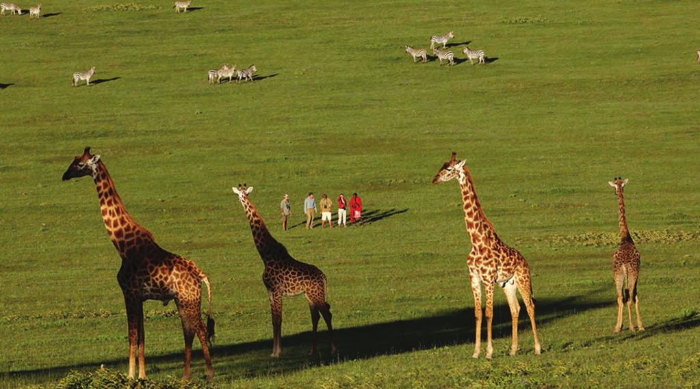 Tanzania Explorer DAY BY DAY ITINERARY explorer safari 888.658.7102 info@deeperafrica.