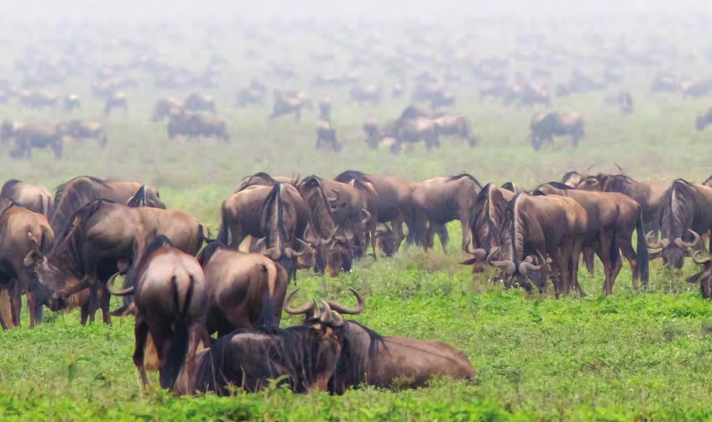 DAY 8 KIOTA CAMP SERENGETI NATIONAL PARK During the right time of year (March - June) you may have the good fortune to find yourself surrounded by the great migration herds of wildebeest, thompson s
