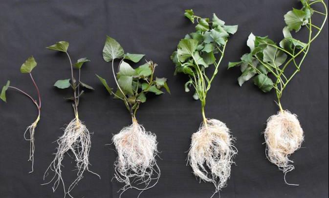 6 Slika 3: Razvoj koreninskega sistema pri sladkem krompirju (foto: D. Žnidarčič) 2.1.5.