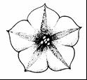 Slika 23: Oblika cvetov 3 zvezdasta 5 peterokotna 7