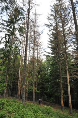 Na lokalitetu Bistranska gora, gdje je obavljena supstitucija pod zastorom stabala obične smreke, već su u drugoj godini nakon osnivanja pokusa uočeni žućenje krošanja te štete od potkornjaka na