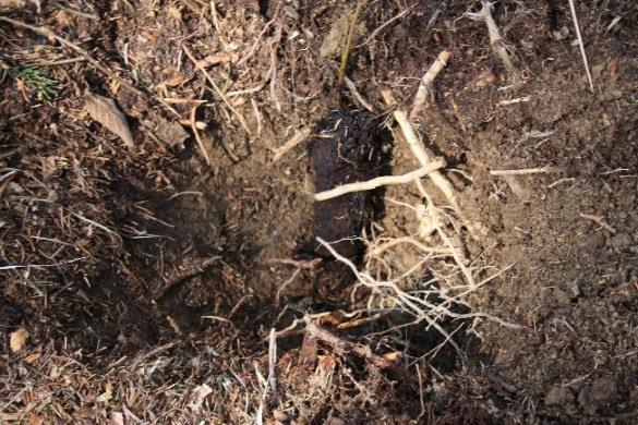 Zbog malih dimenzija sadnica (10 do 14 cm) korijenov je sustav uglavnom bio raspoređen u organskom te površinskom sloju tla. Preživljenje sadnica starosti 3 + 0 iznosilo je 62 % nakon prve godine.