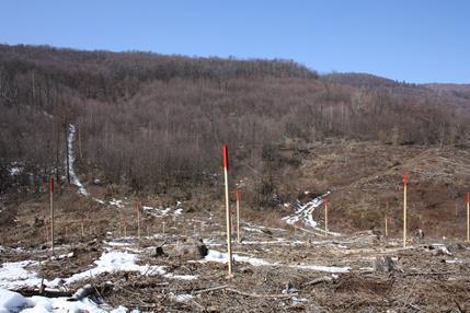 Slika 5.3. Pokusna ploha na lokalitetu Doljani (Šumarija Ozalj) u vrijeme osnivanja u proljeće 2010. godine (slika lijevo) i tri godine nakon osnivanja u ljeto 2013.