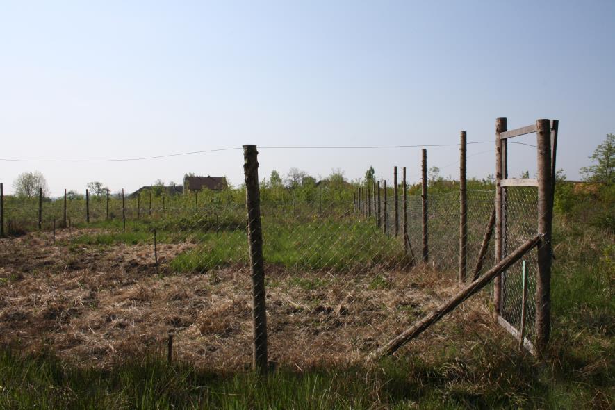 5. MATERIJALI I METODE Slika 5.5. Pokusne plohe na lokalitetu Gornja Kupčina nakon primjene herbicida i netretirane plohe u proljeće 2011.