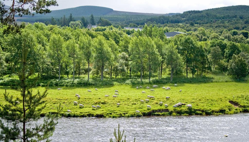 Finish in Aviemore, at the heart of the Cairngorms National Park.