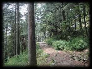 It is a steep ascent through mixed forest of oak, rhododendron and deodar trees. Lunch at Triund. On reaching the campsite, check in tented camp on sharing basis. Evening @ leisure.