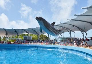 They will enjoy marine mammal shows with dolphins and sea lions. They will also see world class exhibits of manatees, sea turtles, penguins and rays.