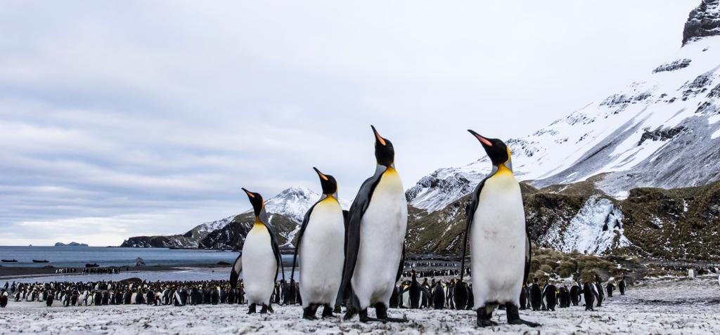 Large penguin rookeries are found at several locations and we encounter seals and whales in the iceberg filled waterways.