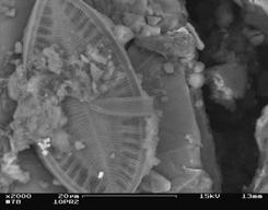 Sulfur and diatoms Initial
