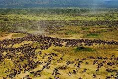 This safari will allow you ample time to visit the famous wildlife areas of Serengeti, Ngorongoro and Tarangire. These parks are world famous icons, and offer probably the best game viewing in Africa.