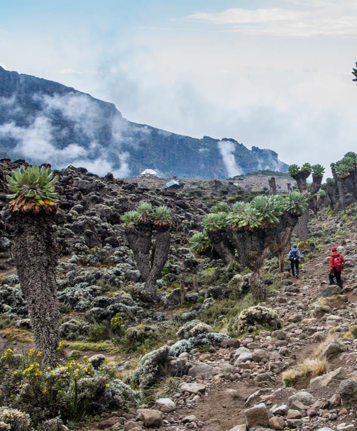Day 2 Trekking from Machame Gate to Machame Camp To Machame Hut, 3000m. After a transfer to the park gate, a 7-hour walk through the forest takes you to Machame Hut.