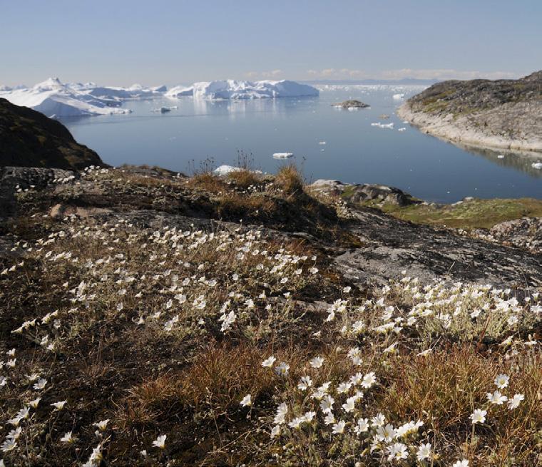 Greenland s oldest settlements, founded in 1741 and the name means place of expectations, referring to the fact that Ilimanaq was formerly a summer settlement with great fishing opportunities.