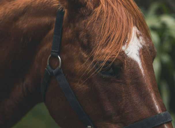 They combine responsiveness, energy, bravery and manners to produce the perfect trail horse.