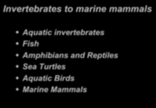 AQUAVET I Introduction to Aquatic Veterinary Medicine Invertebrates to marine mammals!