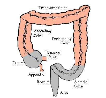 5 m po dolžini in 5 do 8 cm v premeru ima 5 delov: -SLEPO ČREVO (caecum) -SLEPIČ (appendix vermiformis) -ŠIROKO ČREVO (colon) -DANKO (rectum) -ANALNI KANAL (canalis analis) Stena debelega črevesa ima