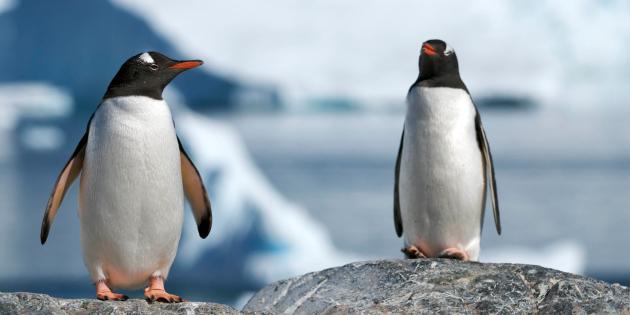 DAY 8-13 Come ashore for wildlife galore Location: Antarctica Come ashore to explore the impressive Antarctic scenery, penguins and fur seals.