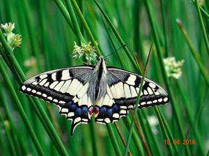 Another was seen near Ashdown Forest on 15th June by Matt Kirk, as reported on the Sussex BC website. Continental Swallowtail (Papilio machaon ssp.