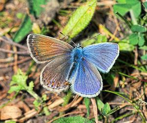 Camberwell Beauty (Nymphalis antiopa) Sighting 22 August 2016 (Source) Common Blue (Polyommatus icarus) bilateral gynandromorph Photo Barry