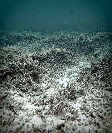 INTRODUCTION Indonesia's coral reefs covers 51.
