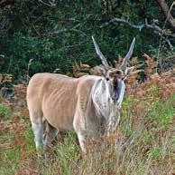 Eland patrol the hills and also feature in many ancient Bushman