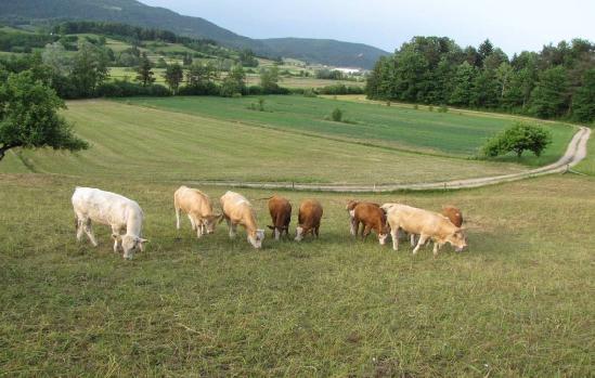 14 Slika 7: Paša govedi na ravninski kmetiji Kavčič (foto: M.