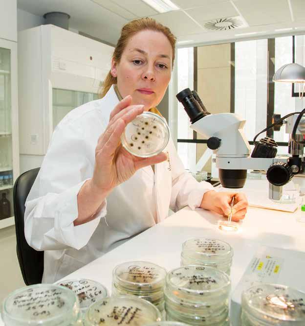 Through seedbanking, tissue culture conservation and cryogenic storage, scientists at the Australian PlantBank are successfully protecting this vulnerable ecosystem.
