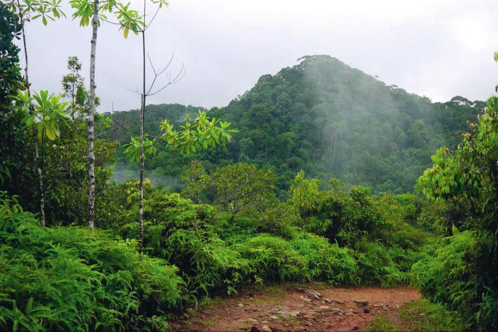 SINHARAJA RAIN FOREST Unesco World Heritage Site Sinharaja is the last major undisturbed area of rainforest in Sri Lanka.