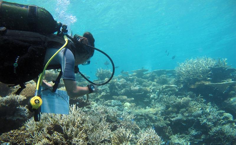 MARINE MANAGEMENT: National Coral Reef Monitoring Training on the National Coral Reef Monitoring Framework By Patrik Svensson, Senior Project Officer, IUCN The health of the world s coral reefs has