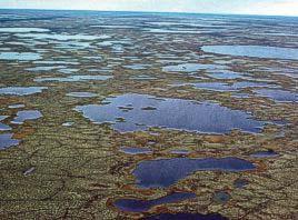 Bog (spongy ground with shallow lakes),