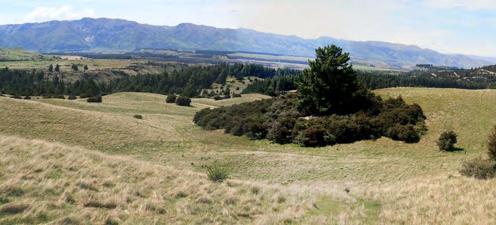 Grazing and the resulting pastoral grass cover, occurs on the flatter areas that slope from the highest point in the north-west corner down towards Aubrey Road.