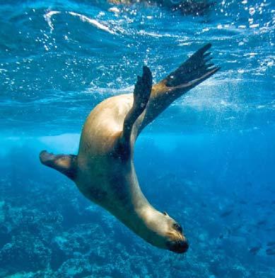GALÁPAGOS 10 DAY / 9 NIGHTS EXPEDITION COST PER PERSON / DOUBLE OCCUPANCY CABIN CATEGORY: 01 02 03 04 Suite A Suite B Suite C $ 7,190 $ 8,450 $ 9,450 $ 10,590 $ 12,690 $ 13,690 $ 14,490 COST PER