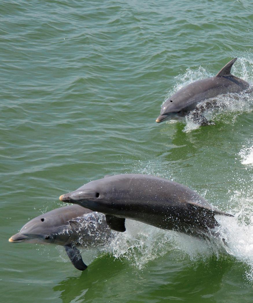 One of the wild wonders of Europe! An impressive, busy, working harbour that's home to some amazing wildlife including its very own "Urban Dolphins".