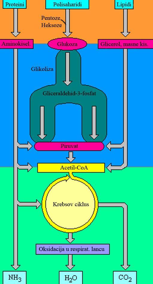 Slika 7. Shematski prikaz biološke oksidacije organskih molekula u biljaka. Postupkom biološke oksidacije kod biljaka se u najvećoj mjeri razgrađuju ugljikohidrati.