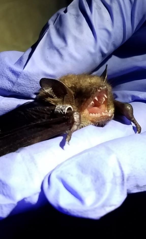 BATS STATE AND FEDERAL PROTECTION STATUS Listing Northern Long Eared Bat Federally Threatened Ohio Endangered Tricolored bat Petitioned for Federal Listing Ohio Species