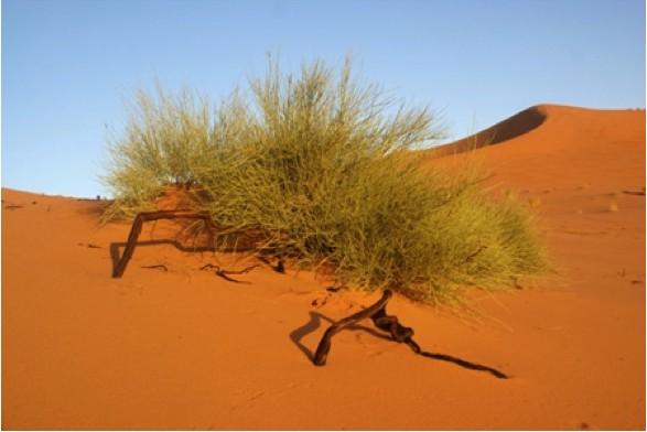 Puščavski ekosistemi Puščavski ekosistemi se zaradi zmanjševanja padavin razvijejo severno od savanskih travnatih površin. Pomankanje padavin omejuje razširjenost rastlin in živali.